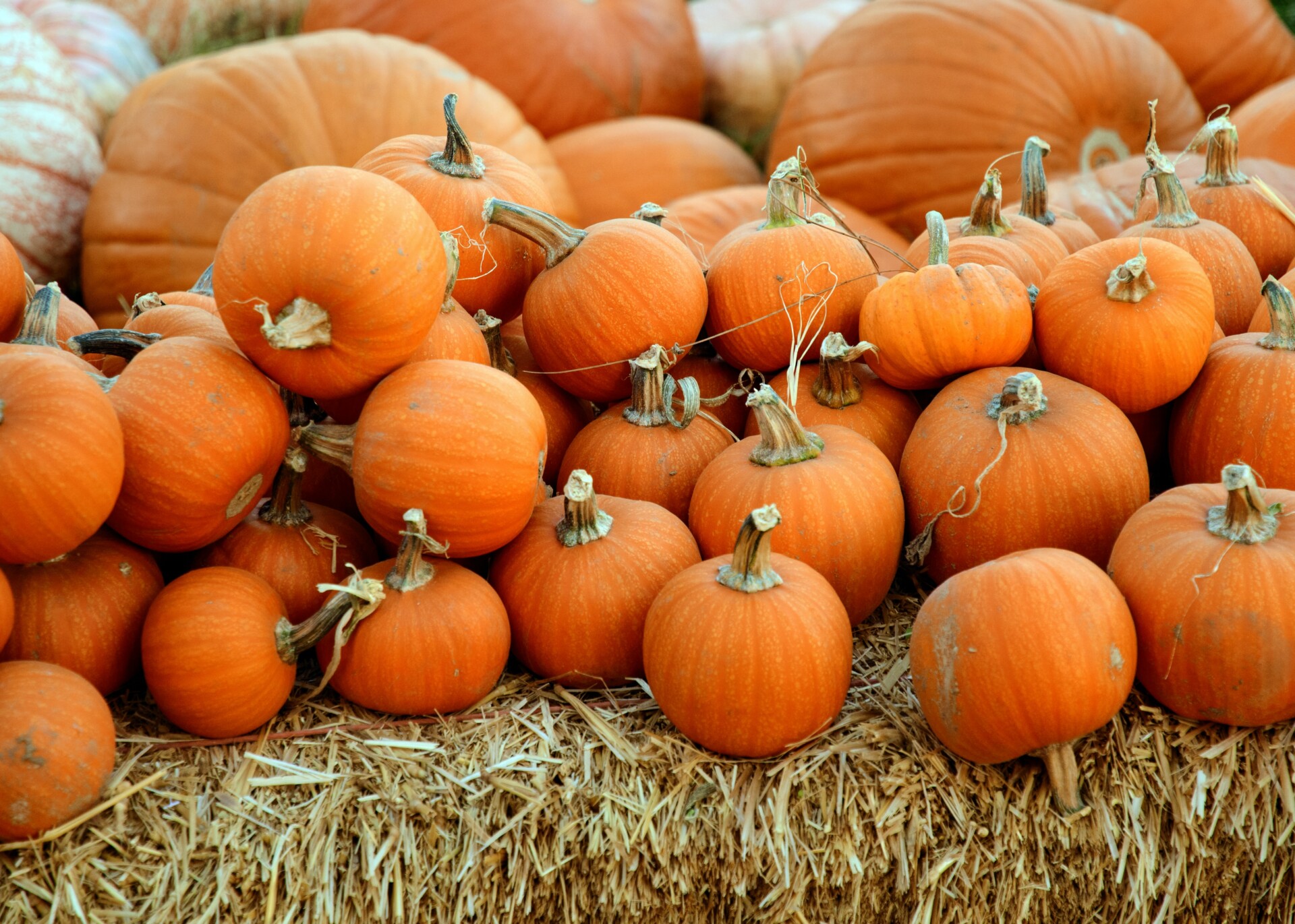 halloween pumpkins