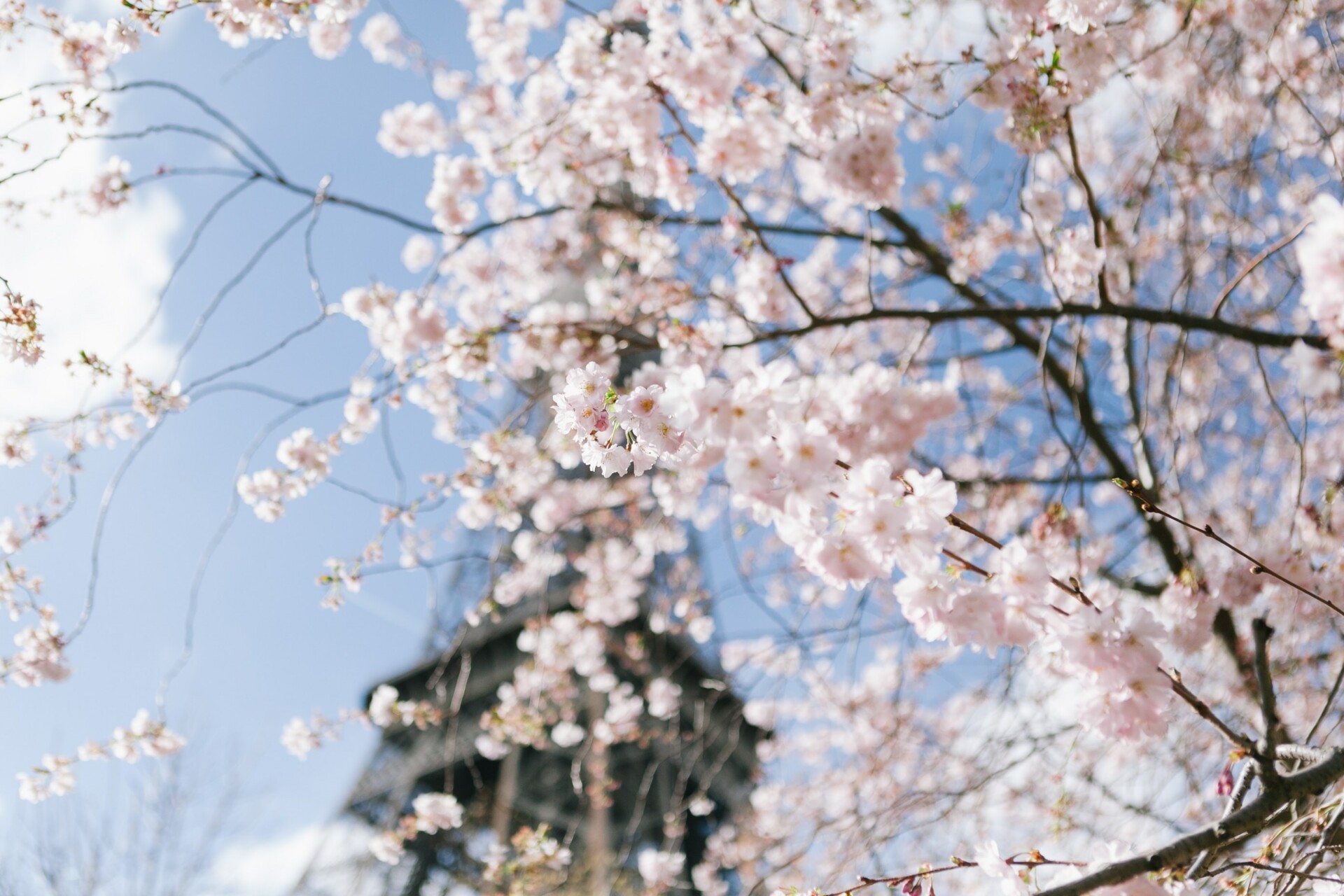 Paris spring bloom by tower