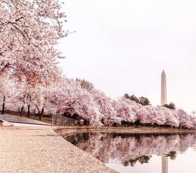 Cherry Blossoms in Washington, D.C.