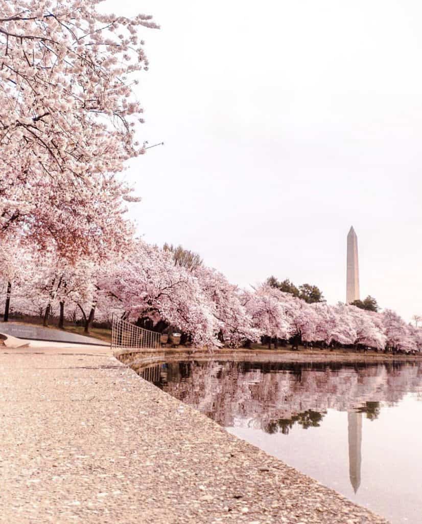 cherry blossoms in washington dc