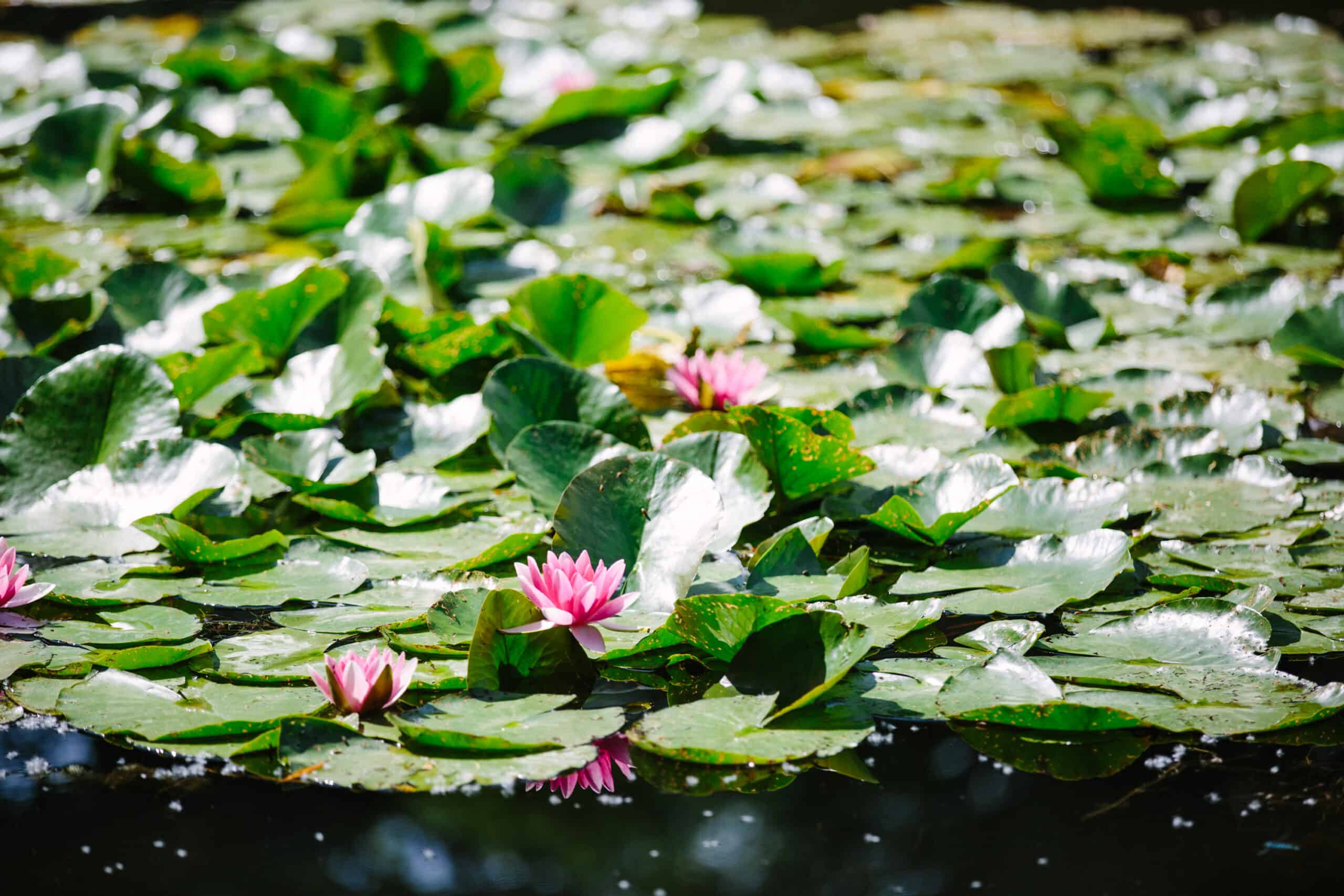 Waterlilies at Monet's Garden in Giverny, France.