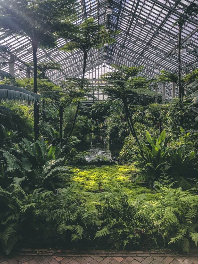 The leafy green interior of Garfield Park Observatory in Chicago, Illinois.