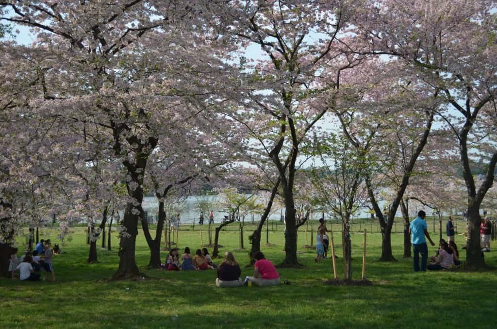 Cherry Blossom Trees - 2021 Travel Trends