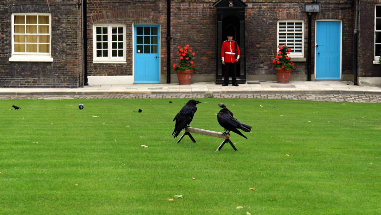 London, Alone With The Crown Jewels Vip Tower Of London Tour, Highlights, Alone-With-The-Crown-Jewels-Vip-Tower-Of-London-Tour-Ravens.
