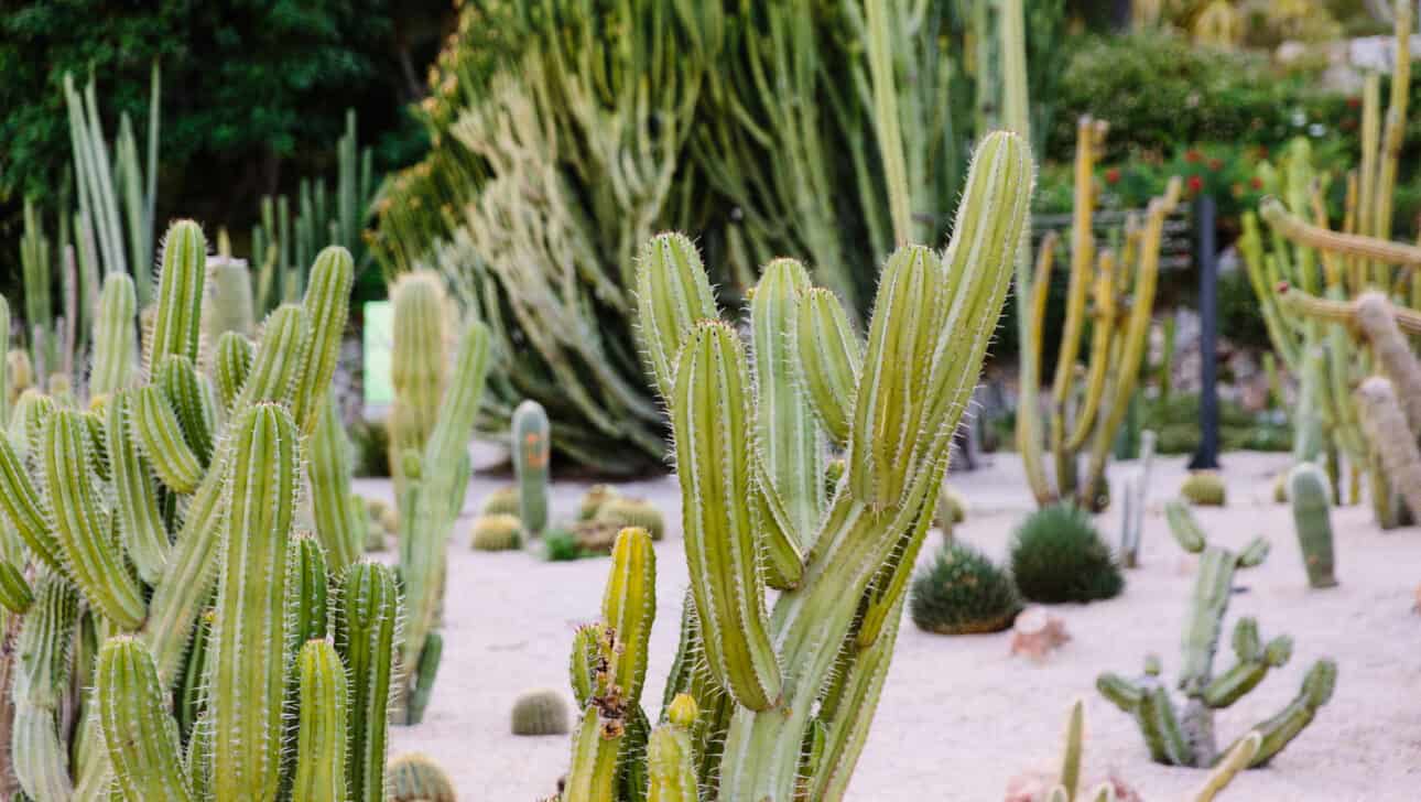 Barcelona, Electric Bike Tour, Highlights, Barcelona-Electric-Bike-Tour-Cactus-Garden.