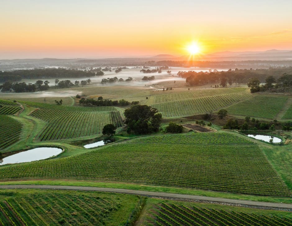 a view of the hunter region vineyards outside Newcastle, Australia