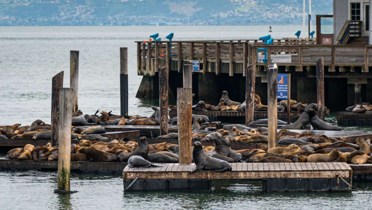 San Francisco, Segway, Highlights, San-Francisco-Segway-Sea-Lions.