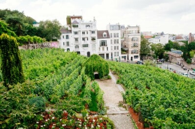 The Montmartre vineyards in Paris, France