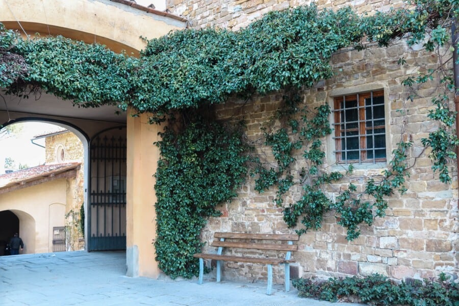 An old stone wall in Florence, Italy with ivy growing on it