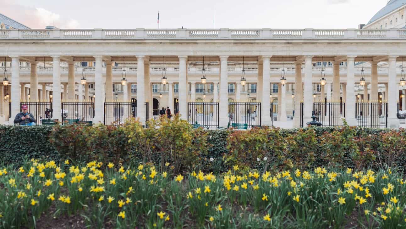 Yellow flowers in bloom in the gardens of the Palais Royal in Paris, France