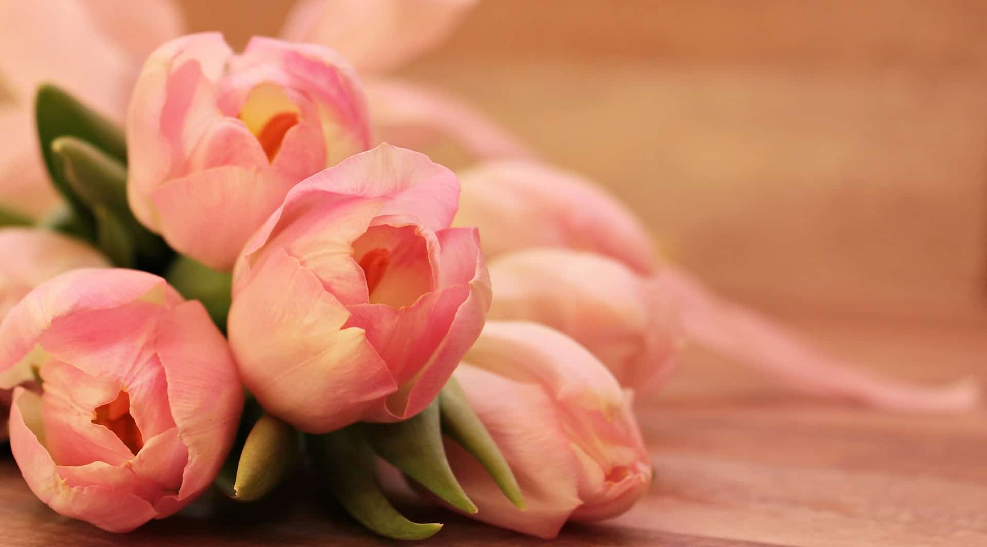 A close-up of pink flowers