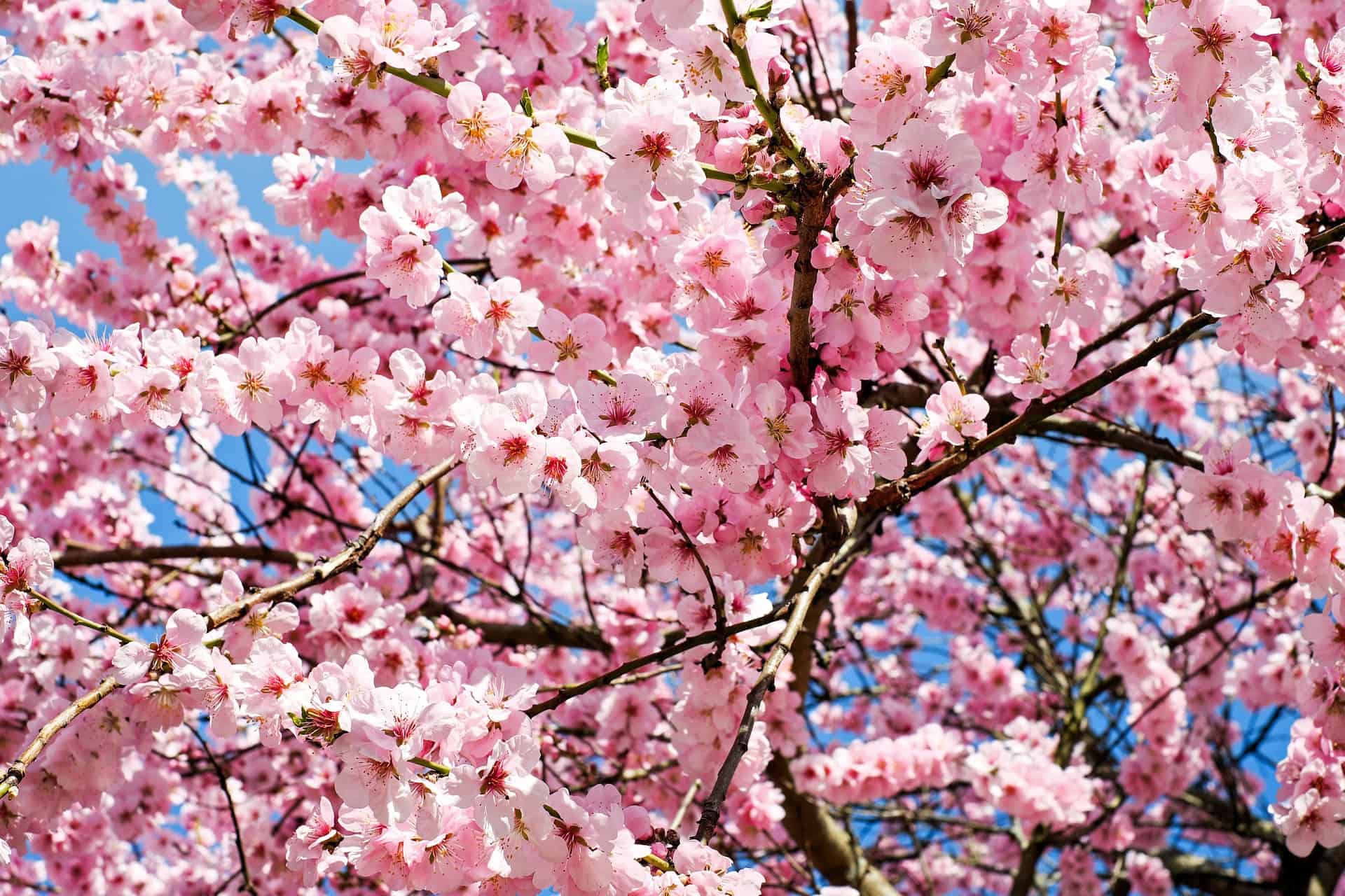 A pink cherry blossom trees in full bloom
