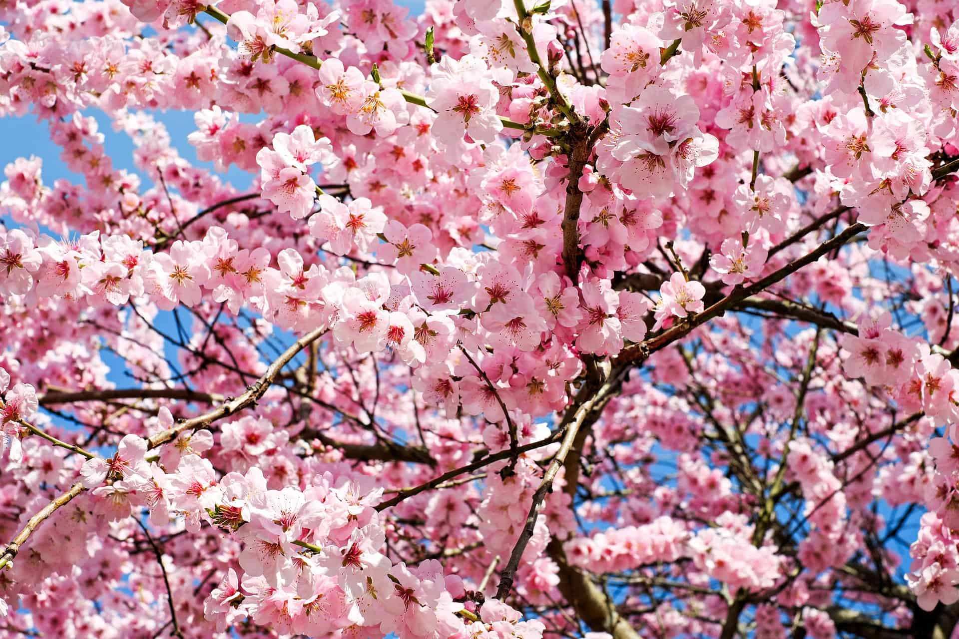 Cherry Blossoms! - Eat, Drink