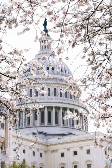 The U.S. Capitol Building as seen through the cherry blossom branches