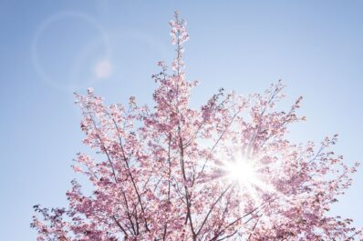 A pink cherry blossom in full bloom as seen with the sun peering through it