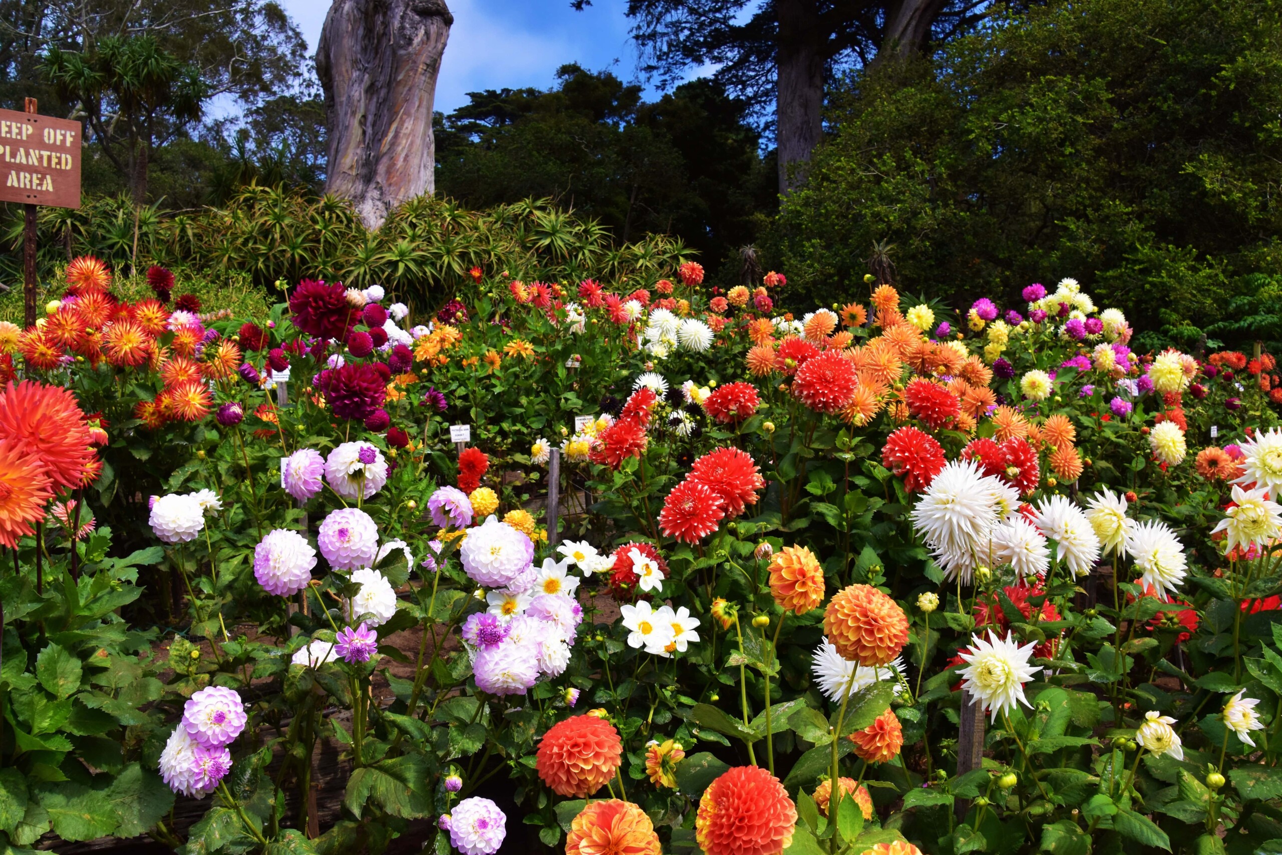 Colorful flowers in bloom in the Golden Gate Park in San Francisco