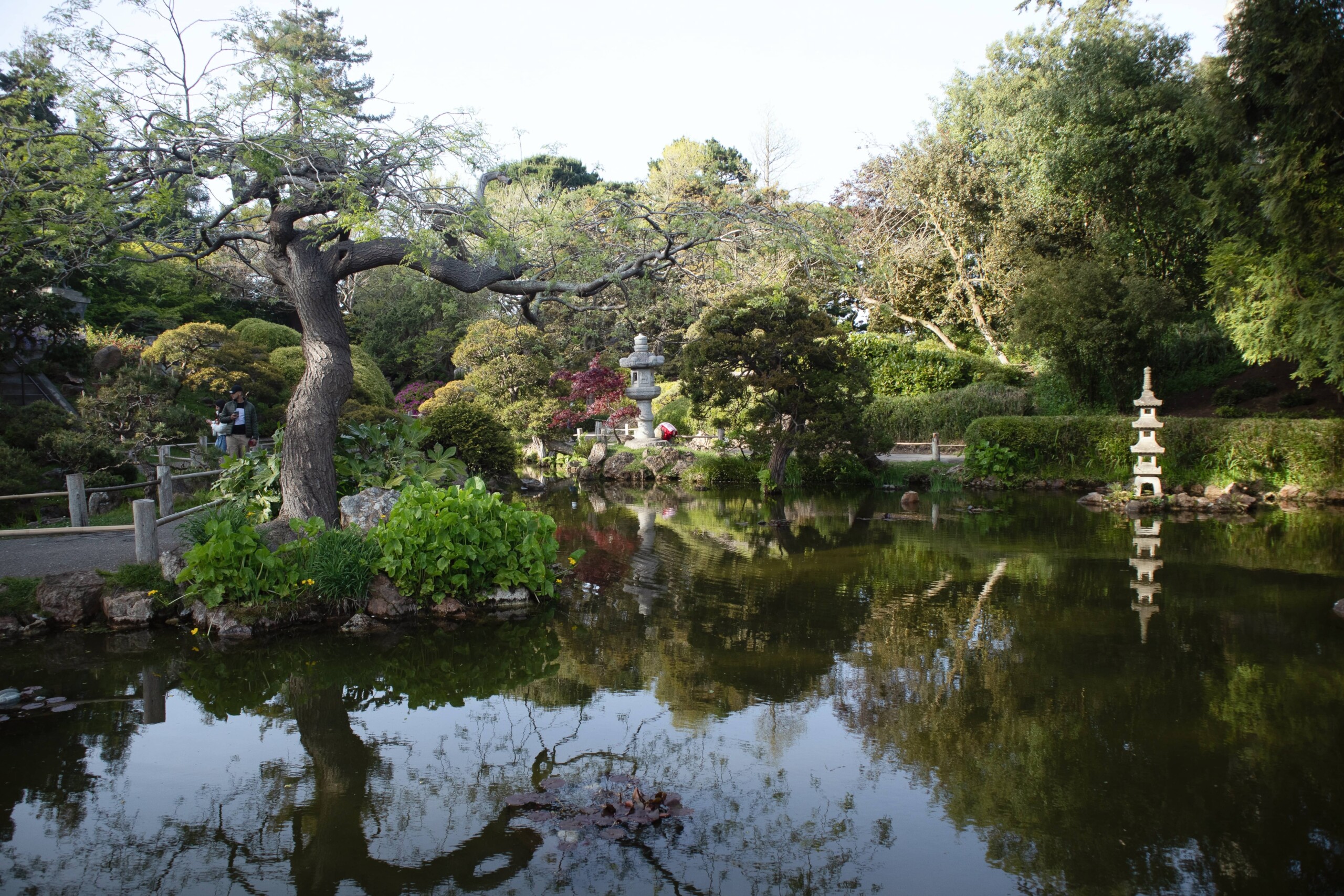 The Japanese Tea Garden and Lake in San Francisco's Golden Gate Park