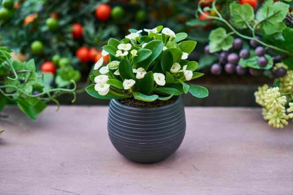 A small potted herb with white flowers