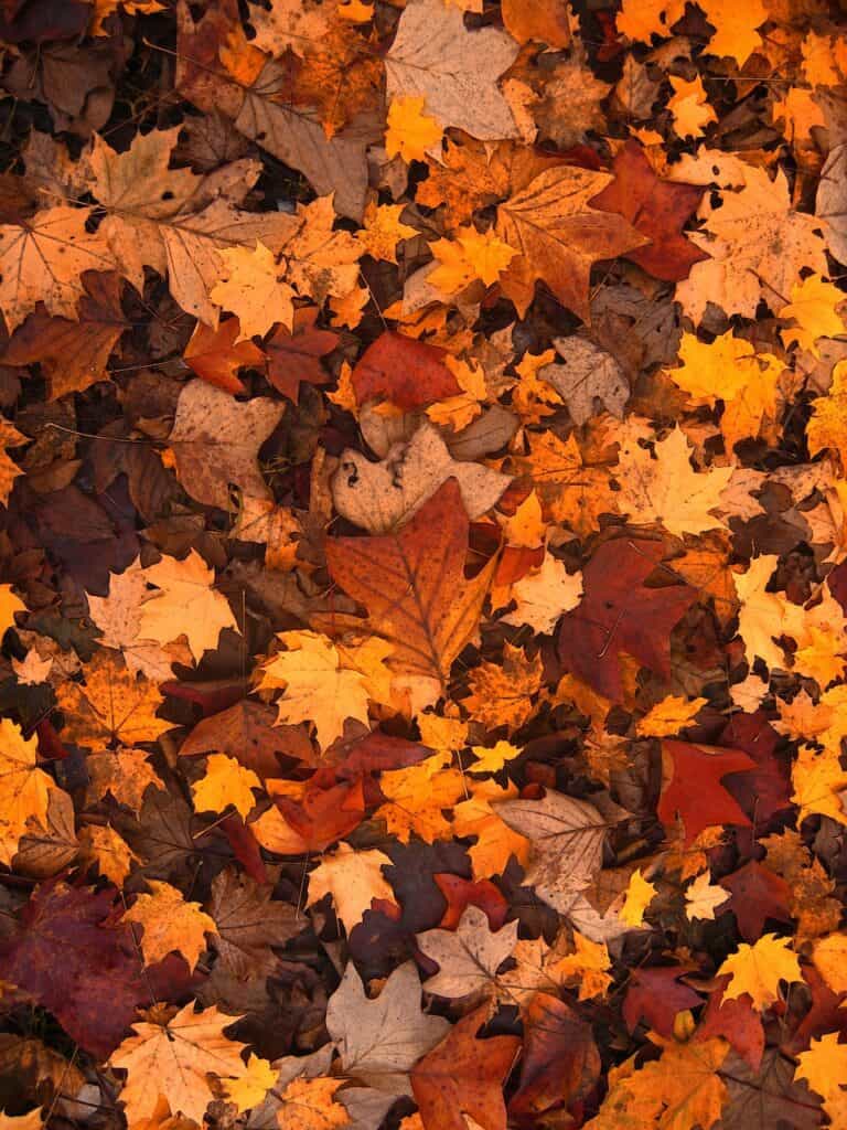 Beautiful fall leaves in different colors are on the ground