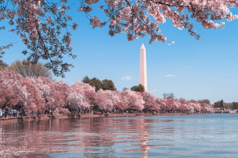 The cherry blossoms around the tidal bassin with the Washington Monument in the background