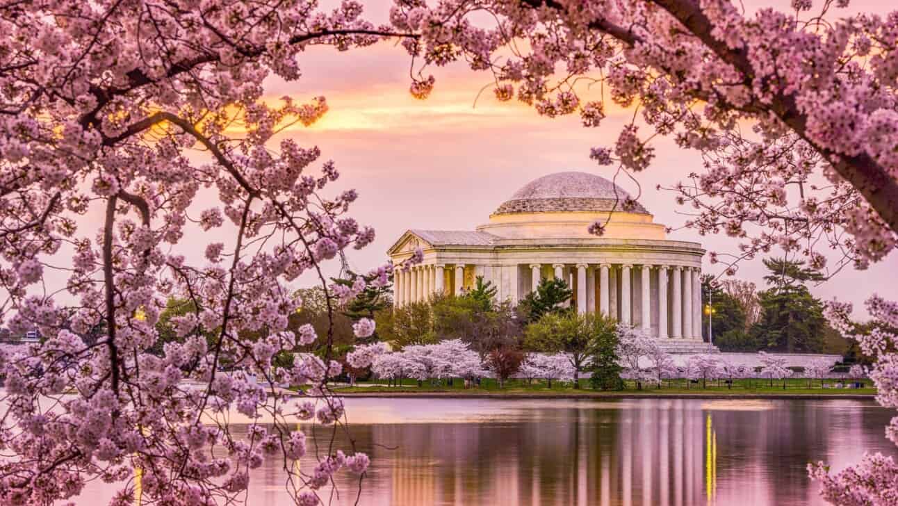 The Jefferson Memorial in Washington, D.C. during the peak Cherry Blossom bloom