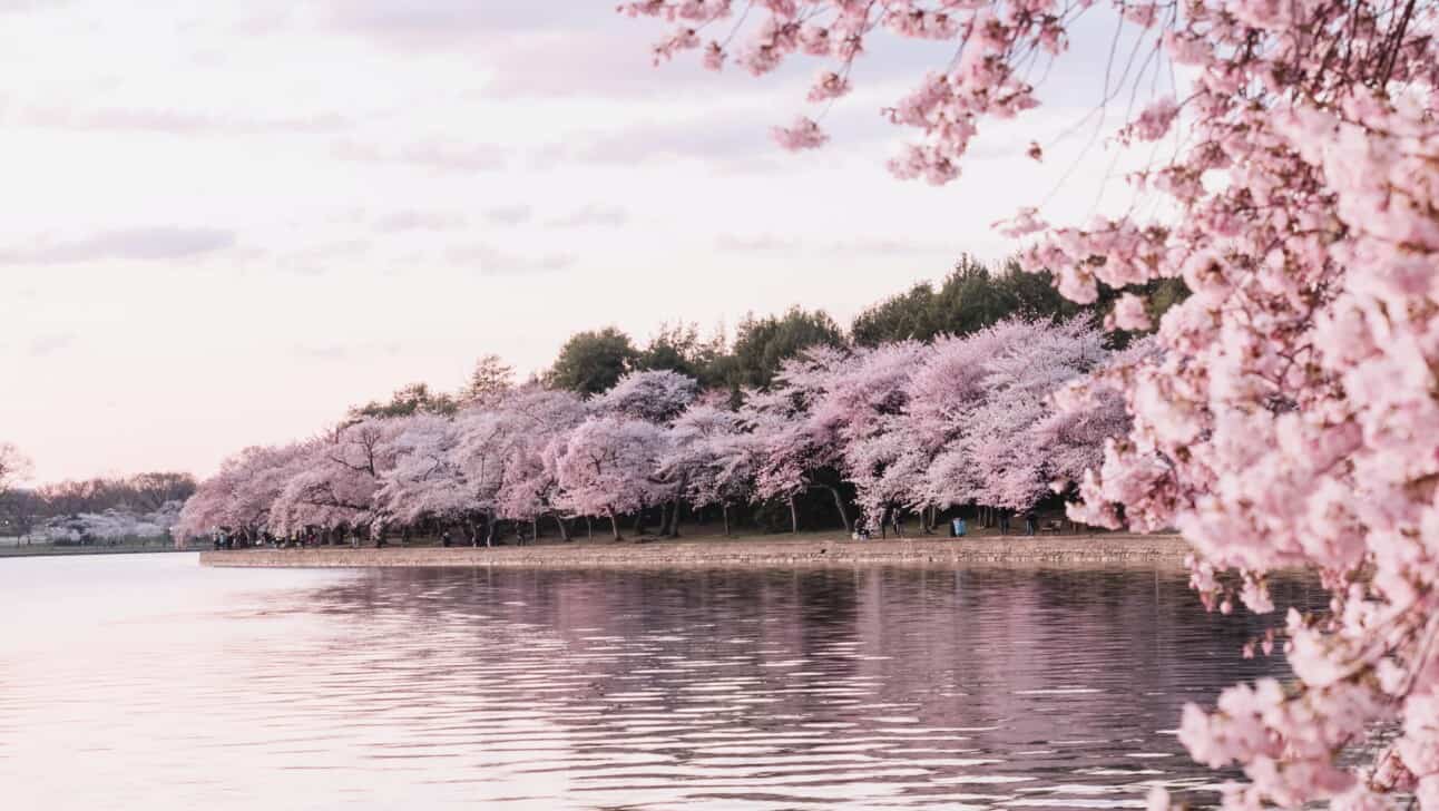 Cherry Blossoms surrounding the water in DC's Potomac Park