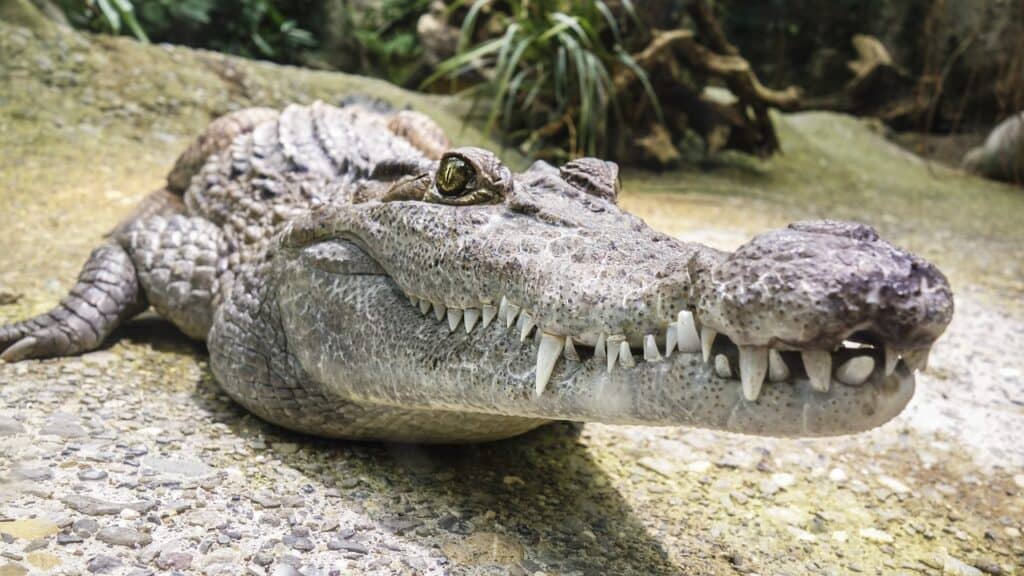 A crocodile with big white teeth sits on a stone surface. 