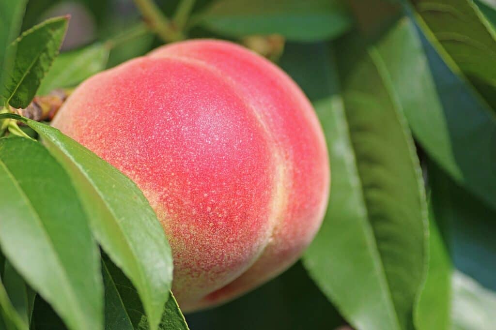 A perfect-looking ripe beach still on the branch with green leaves around it. 