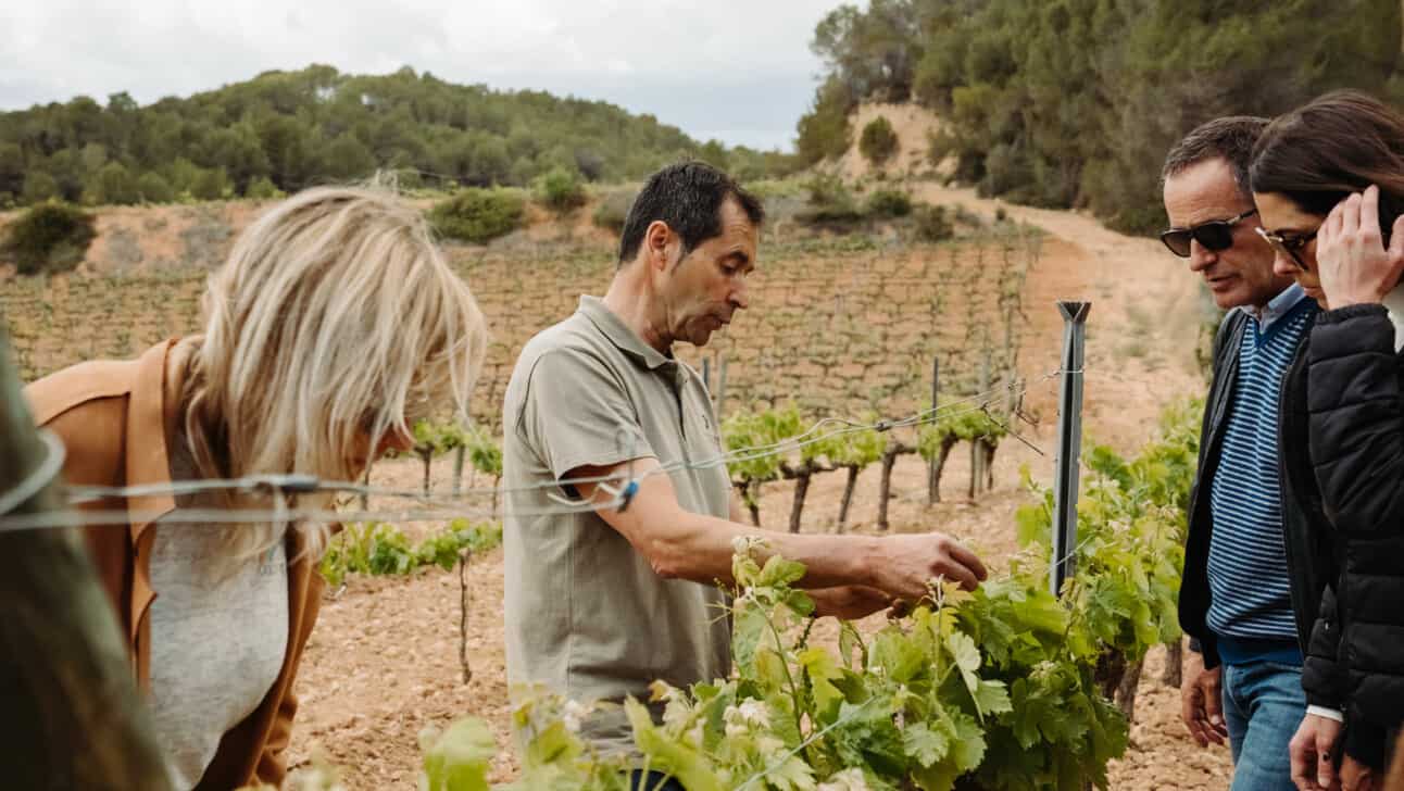 A winemaker shows guests the grapes on the vine