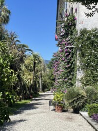 A house covered in purple flowers with palm trees on the other side of the path on an island in Lake Maggiore