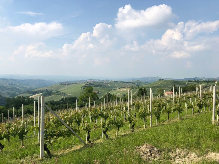 The vineyards of the Piedmont region of Italy