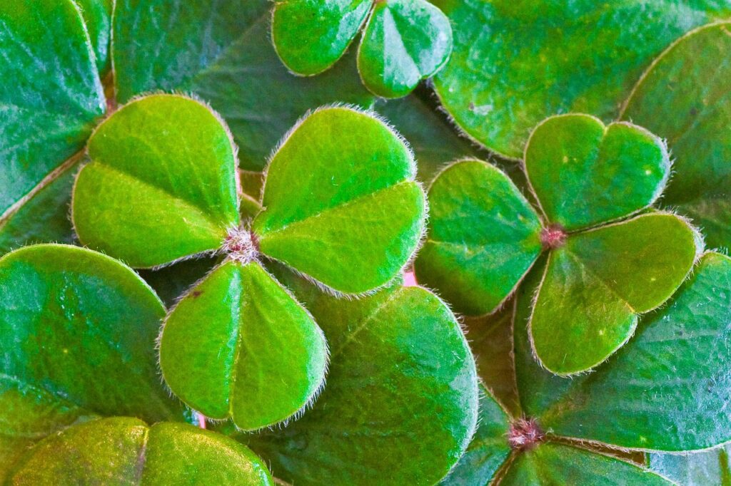 Green shamrocks bunched together