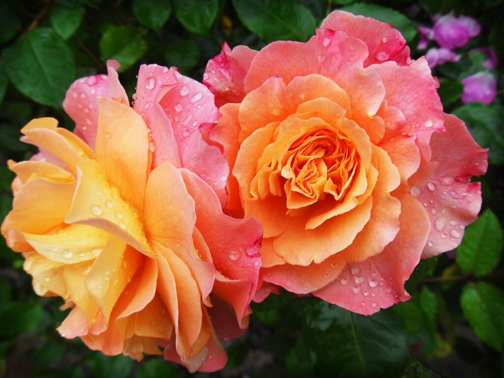 Two roses in pink, orange and yellow with dew on their petals